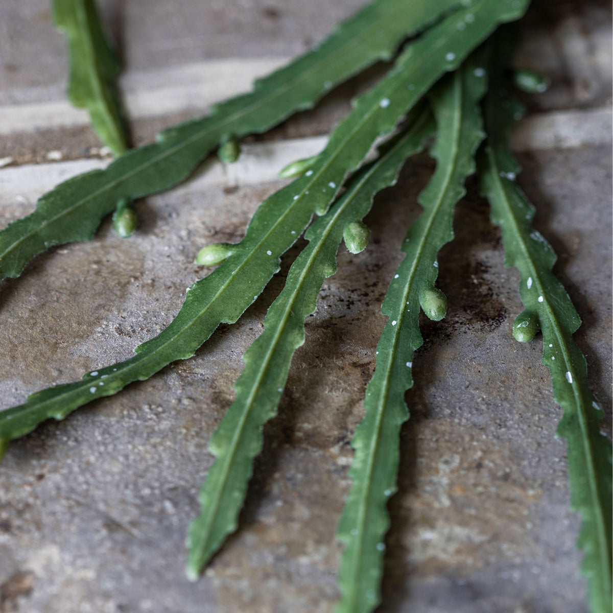 Artificial Trailing Cactus