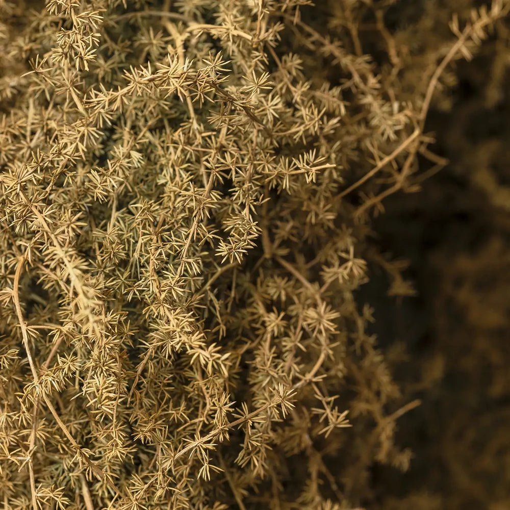 Dried asparagus wreath shows slender brown stems and fine needlelike foliage in close detail, with overlapping branches creating a dense textured surface against a dark background.