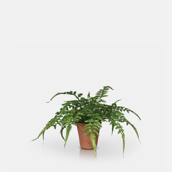 A cutout of the Artificial Fern in Terracotta Pot, a mid-sized faux fern with tall green fronds in a small brown terracotta pot.