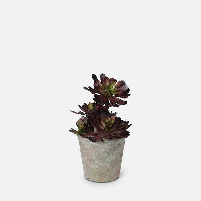 Artificial black aeonium succulent set in light grey stone-look pot.