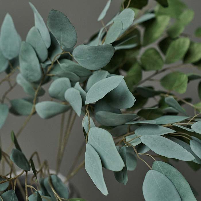 Dark green leaves covering multiple brown stems