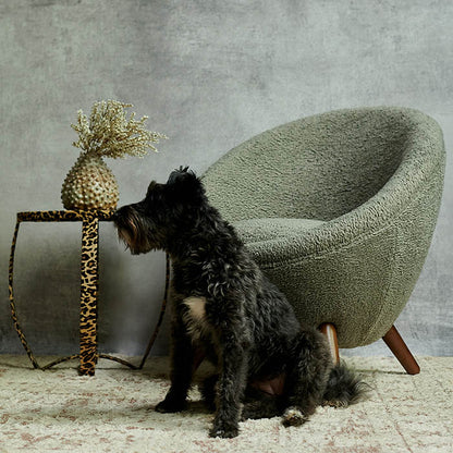 Grey boucle armchair with short wooden legs behind a black fluffy dog and leopard print table