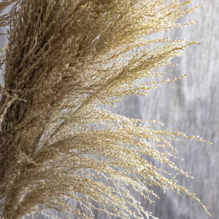 Natural feathery grass head on a pampas stem