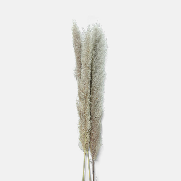 Three stems of dried pampas grass in soft grey colour.