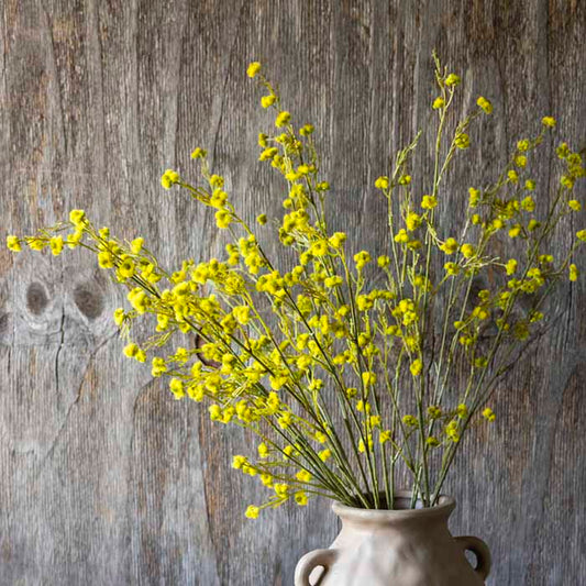 Stirlingia Latifolia - Yellow