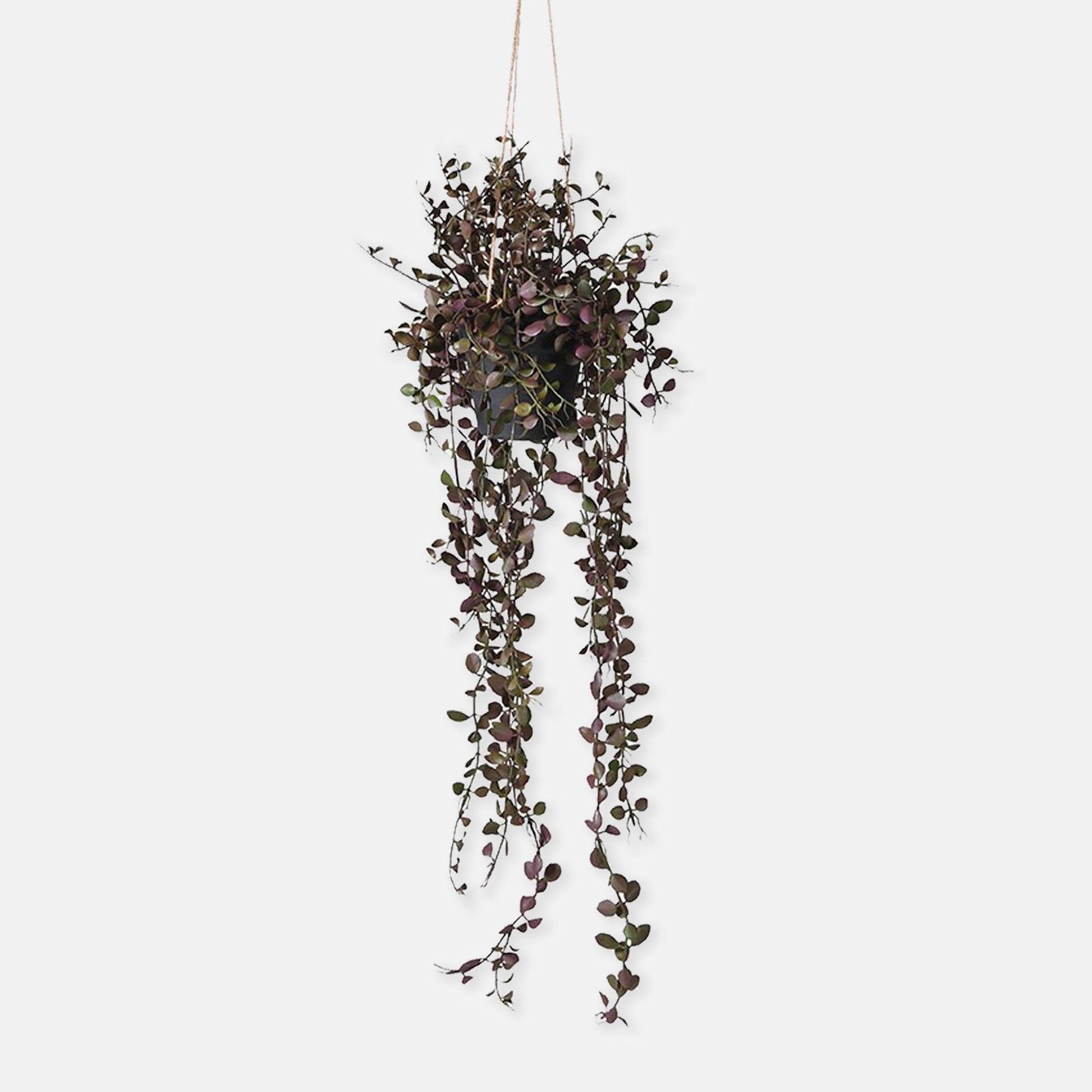 Artificial trailing plant with purple leaves, set in black pot with rope for hanging.